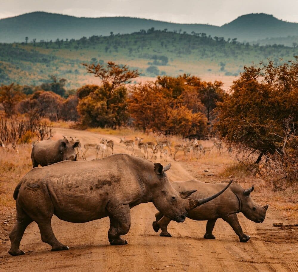 Wildlife & Safari Adventure